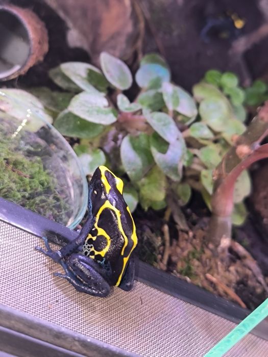 Dendrobates Tinctorius Nominat młode żabki drzewołazy tropikalne