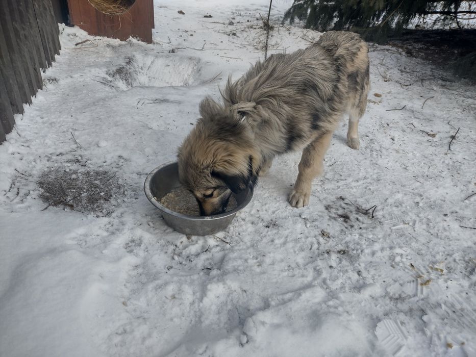 Oddam pieski w dobre ręce