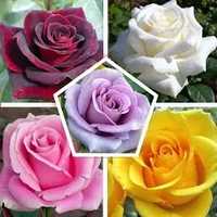 Троянди. Саджанці троянд, гортензій та лаванди