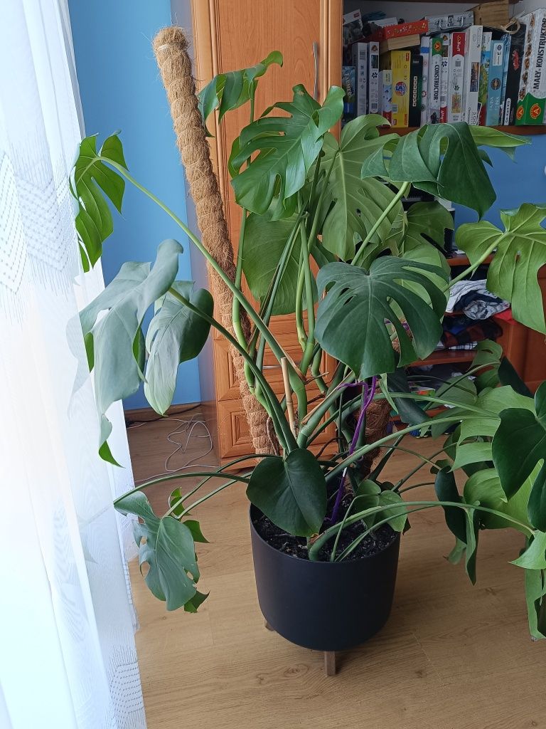 Monstera deliciosa, duża,