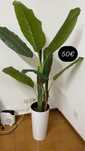 Planta/ Bananeira Sklum