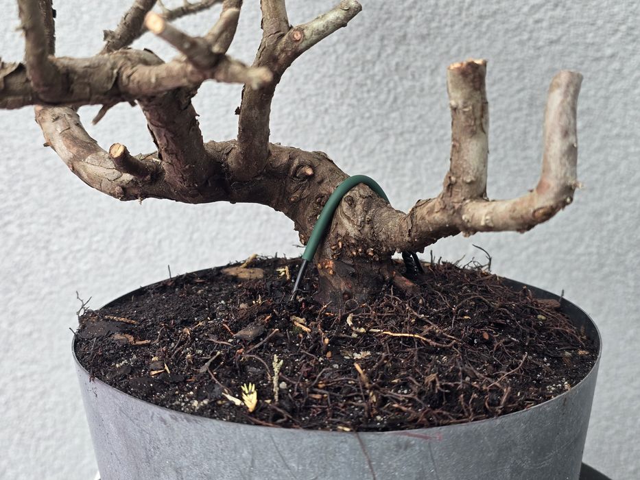 PRE BONSAI - jałowiec chiński
