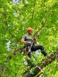 Wycinka drzew, pielęgnacja drzew, drwal, arborysta, alpinista