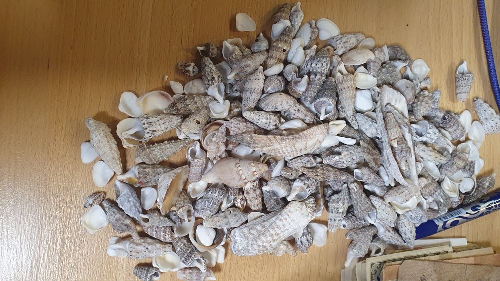 ракушка привезенные из Греции