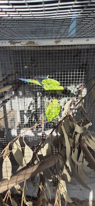 Casal aratingas cabeça preta