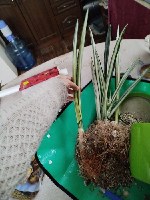 Сансевієрія Бентель сенсейшн, сансевиерия, сансев'єра.