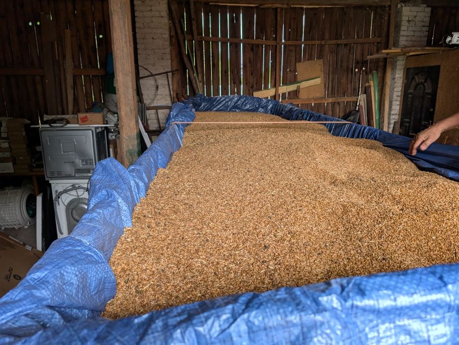 Pszenica zbiór 2025