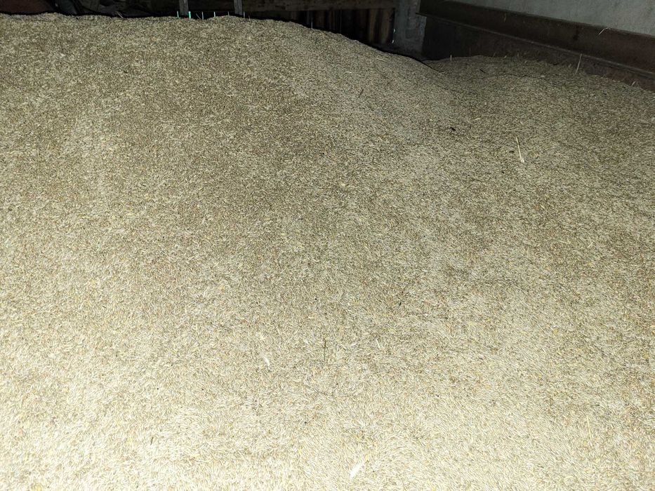 Sprzedam żyto - tegoroczne