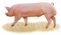 Племінні свині, хряки, свиноматка, F1, продам свиню