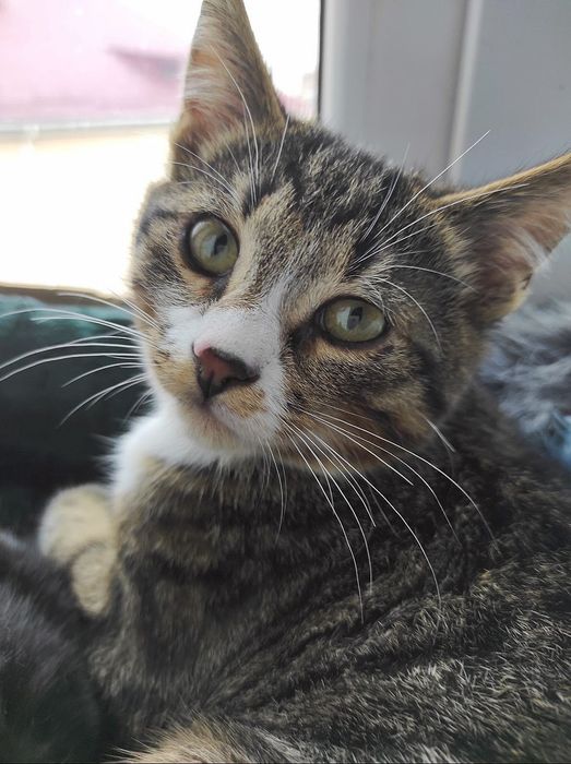 Маленький котик тигровый с белым (котёнок мальчик, кот, в добрые руки)