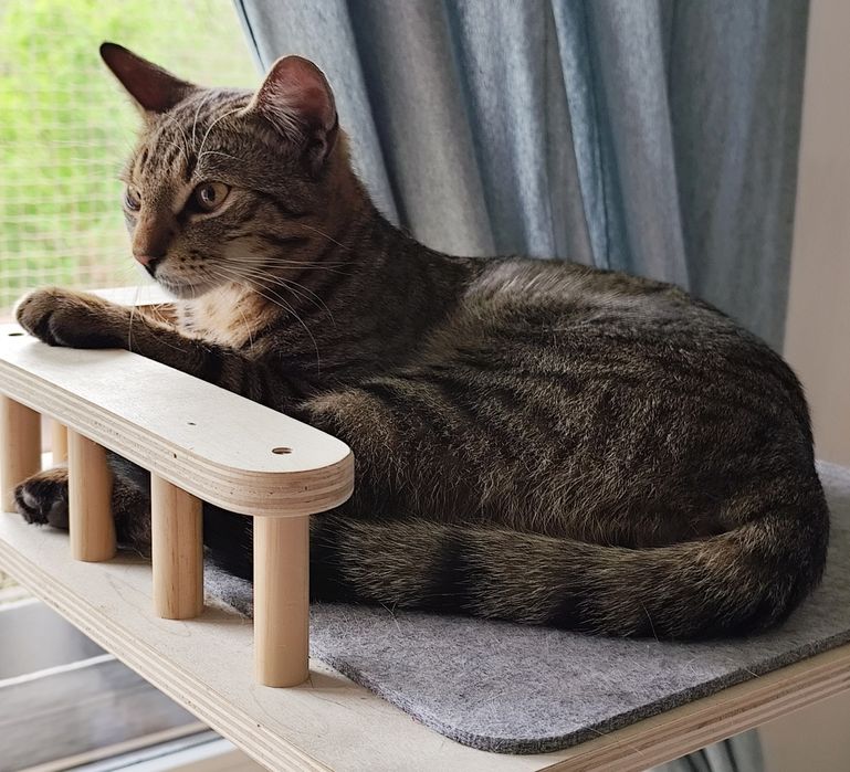 Słodki Paczek szuka domu