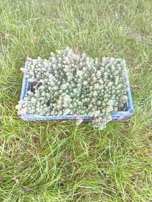 Очиток (седум) скельний Блю Спрус