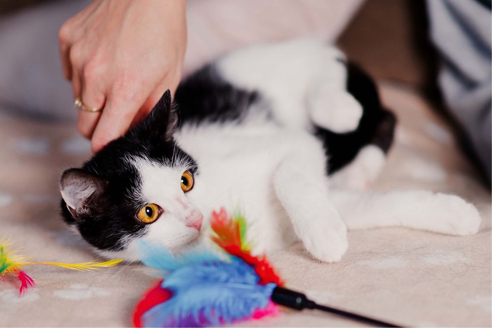 4 miesięczny Jaś i Staś szukają domu razem lub osobno!