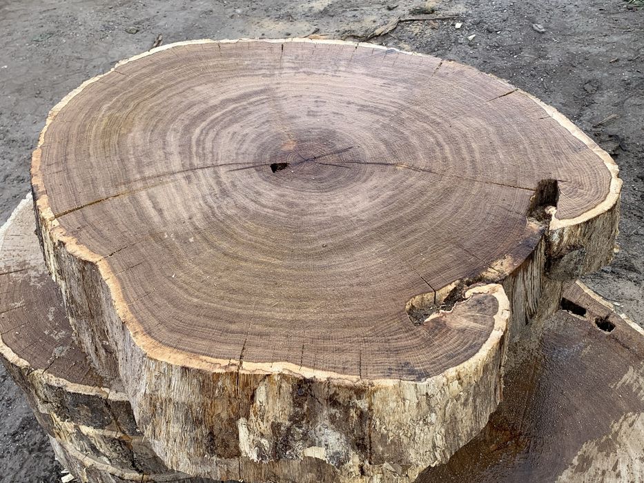 Plastry dębowe 100cm krążki na stolik kawowy żywice