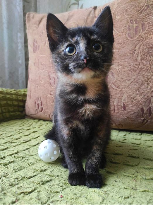 Маленькая трёхцветная котенок девочка ищет дом! Котята в хорошие руки!