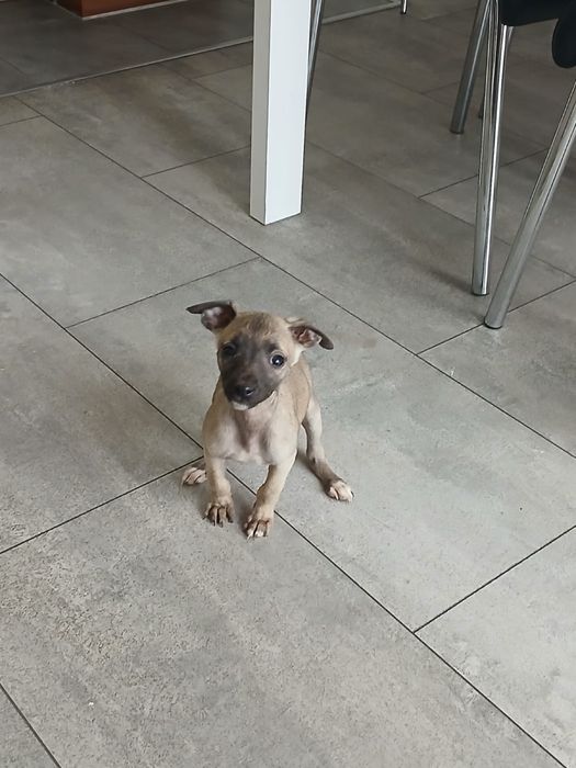 Chart Angielski Whippet śliczna suczka