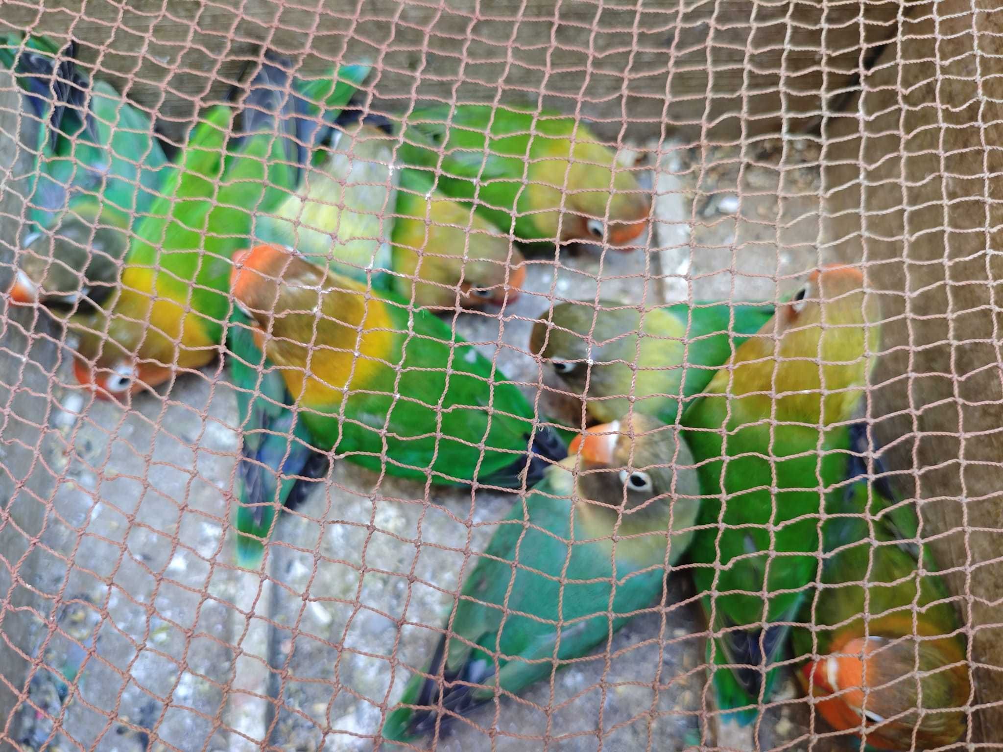 Fishers muito bonitos e bem cuidados, casais já feitos!