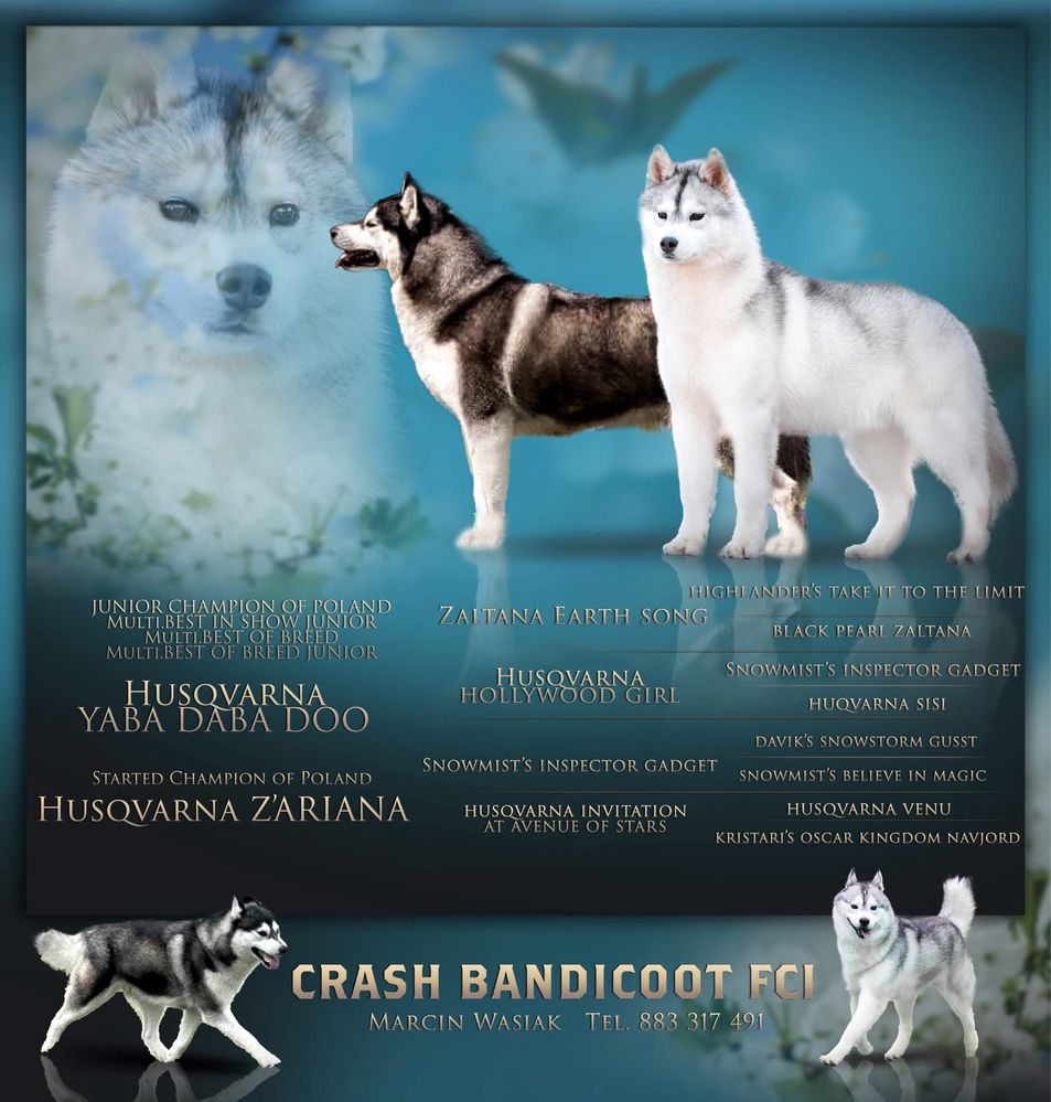 Siberian Husky Zkwp Fci