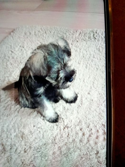 Sznaucer miniaturowy sól -pieprz z rodowodem piesek