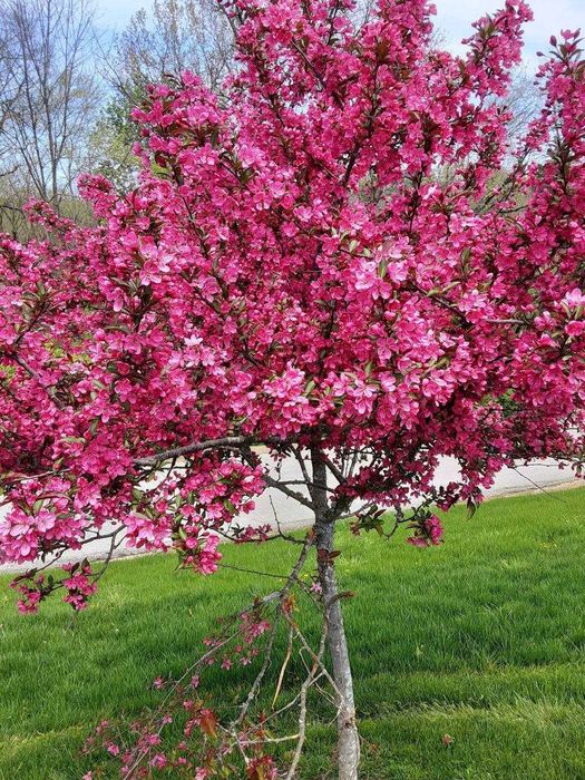 Саженцы декоративных деревьев, кустарников , Гортензія