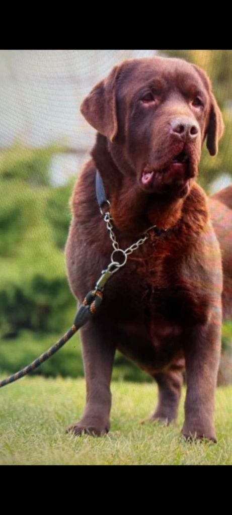 Labrador Retriever czekoladowy  REZERWACJA