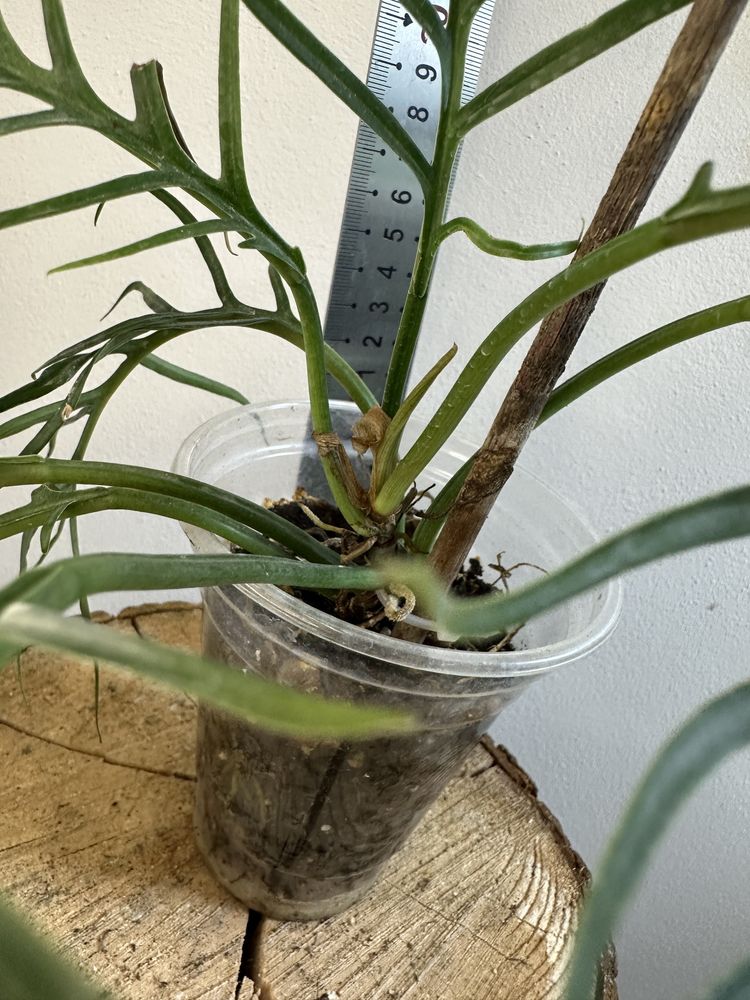 Філодендрон philodendron  Tortum