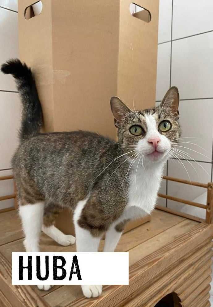 Koty do adopcji, kociaki szukają domów