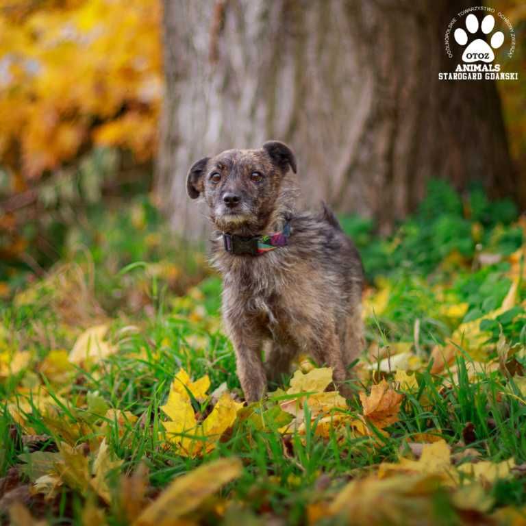 Niewielki pies Rekin do adopcji!