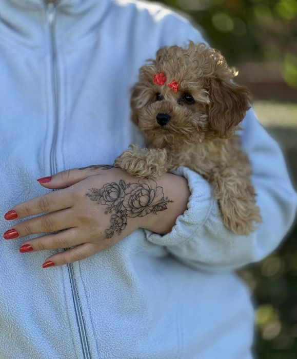 Міні мальтіпу дівчинка – маленьке диво для великої любові. Мальтипу