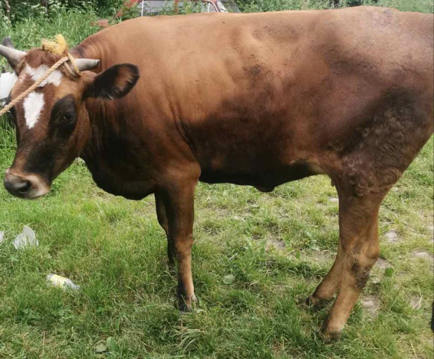 Телиця тільна вийшов час тільності