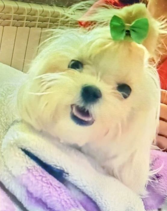 Dorosła Sunia Maltañczyk