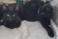 Dwa czarne kotki szukają nowych domków