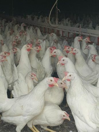 Nioski Leghorn 24 tygodnie. WYSYŁKA!!