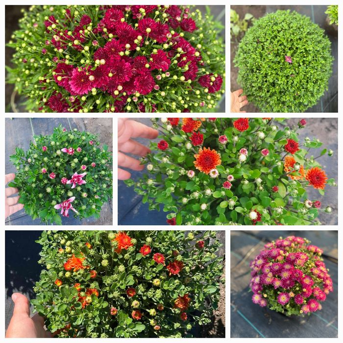 Хризантема великий вибір. хоста, бересклет, ромашка
