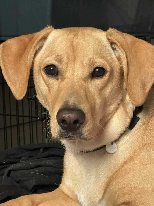 Oddam pieska w dobre ręce