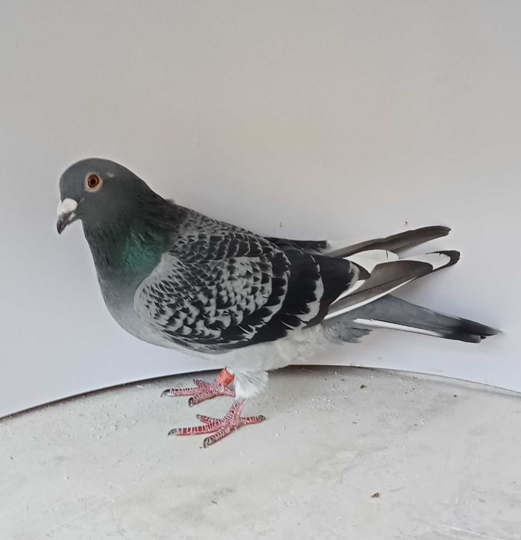 Lindo pombo correio linha de fundo