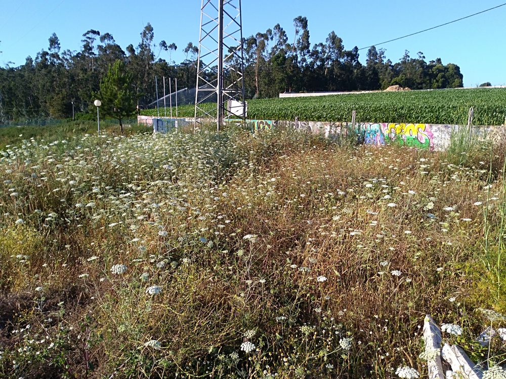 Terreno em Árvore