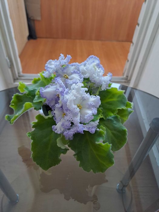 Фіалка ЕК-Морячка Reining beauty (cпорт) ЕК-Морской волк Аэлита (Морев