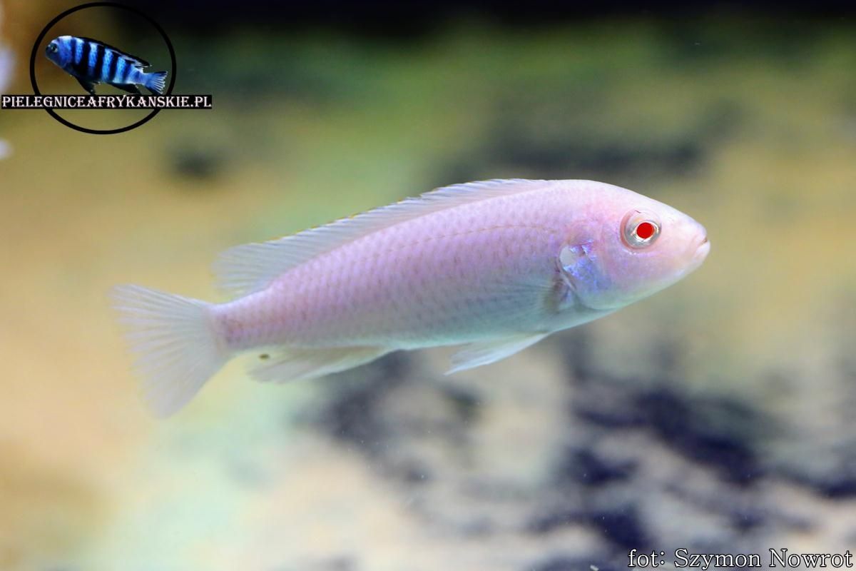 Pseudotropheus socolofi snow.Pyszczak z Malawi.