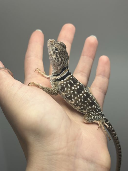 legwan obrożny samica new mexico crotaphytus collaris obrożniak