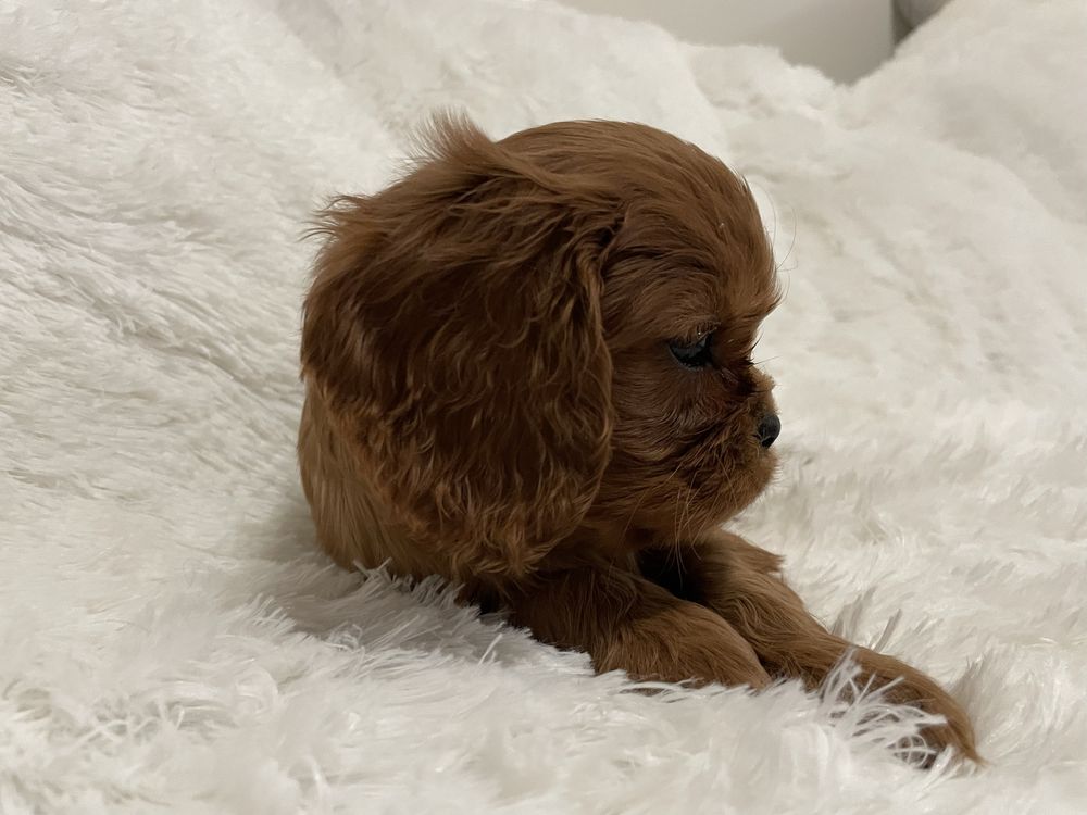 Cavalier King Charles Spaniel chłopiec