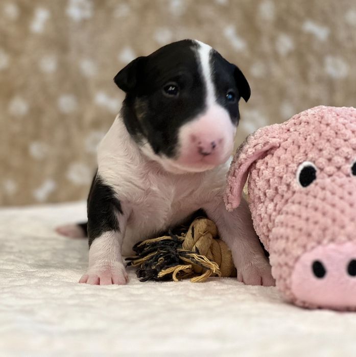 Bulterier Miniaturowy ZKwP FCI - suczka