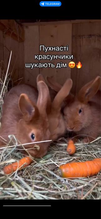 Новозелвнські кролики