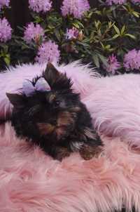 yorkshire terrier black-tan