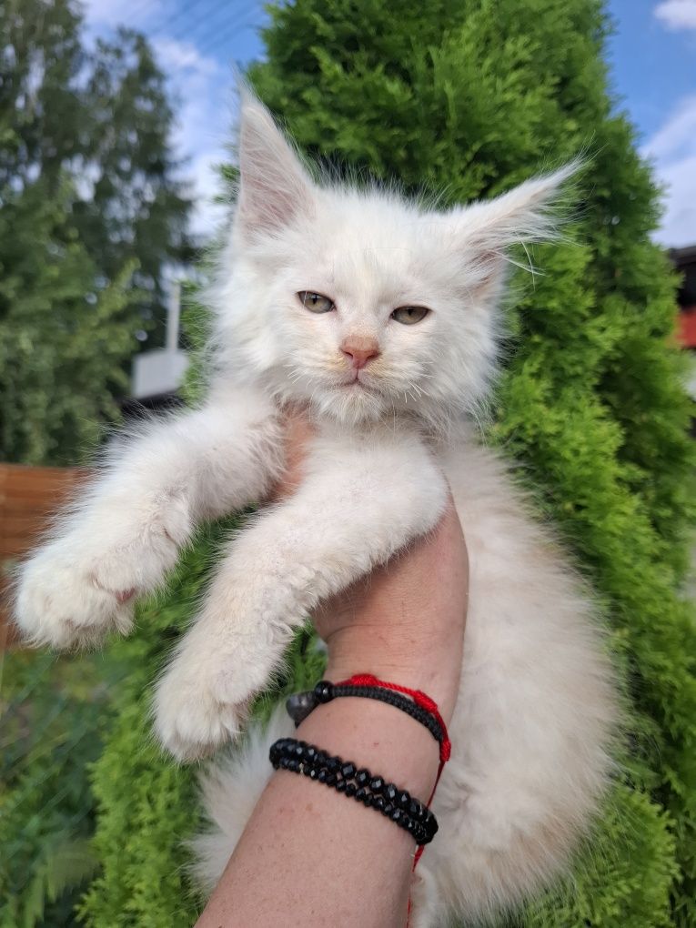 Kocurek Maine Coon
