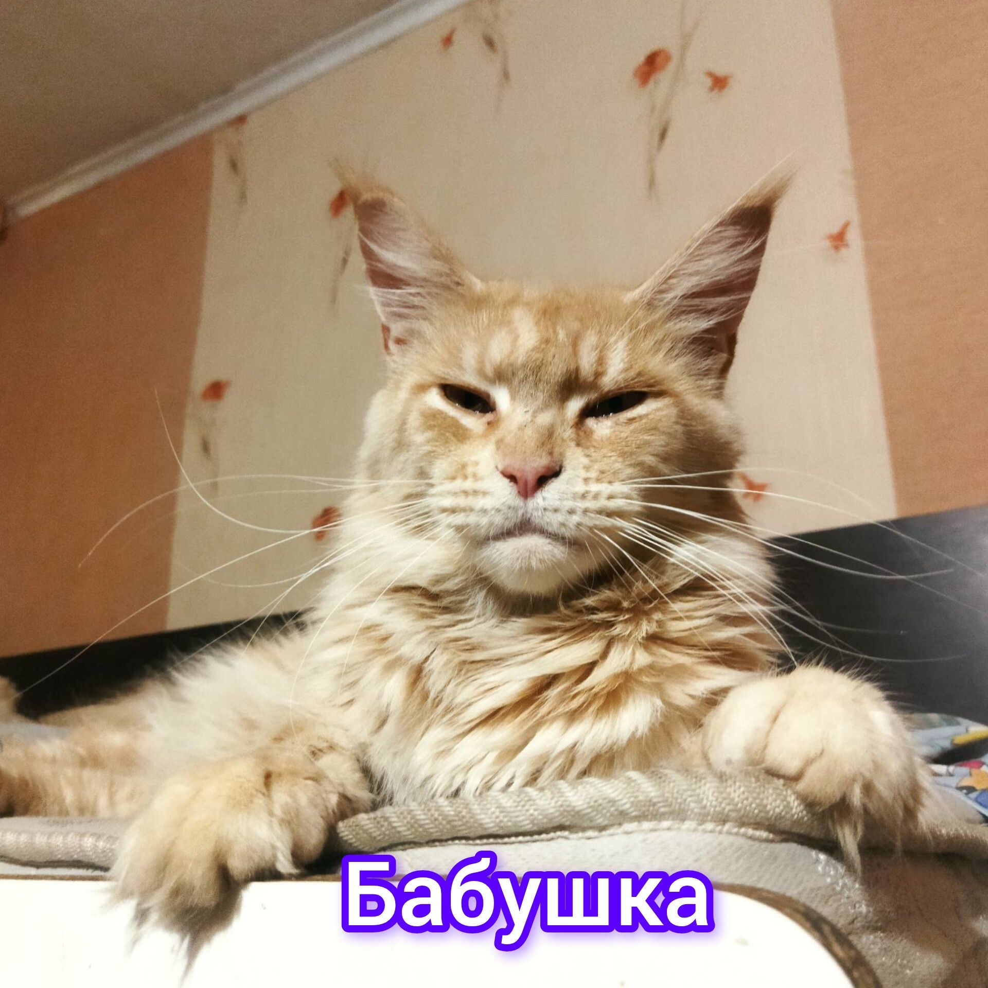 Котёнок мейн-кун 1.5 месяца мальчик