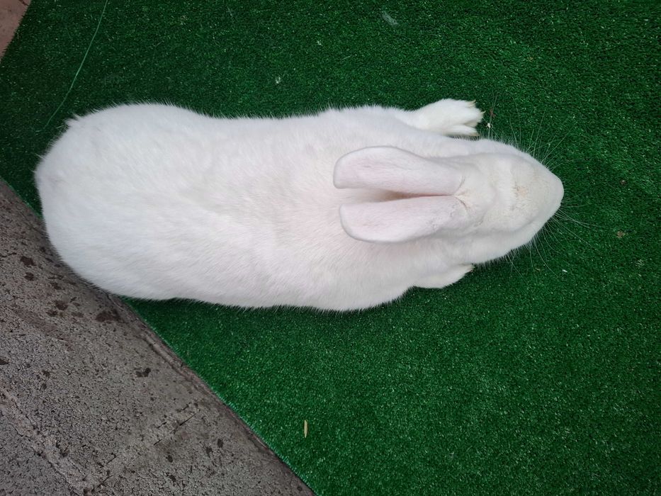 Продам самця термона