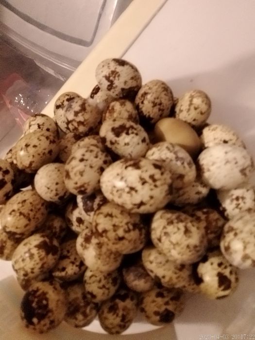 Ovos de codorniz