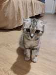 Продам котенка шотланская вислоухая