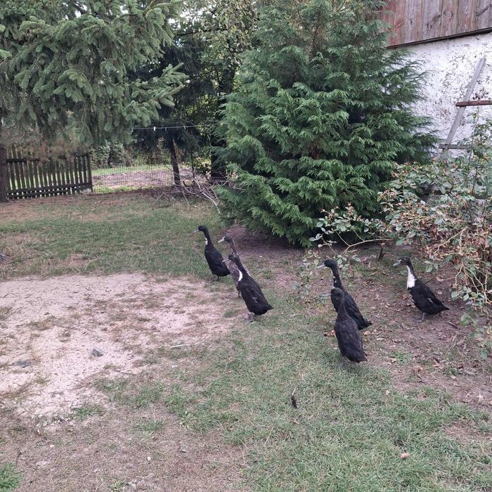 Kaczki biegusy indyjskie z tego roku – 3 pary
